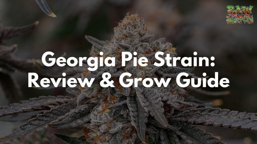 Georgia Pie Strain Review & Grow Guide