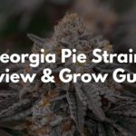 Georgia Pie Strain Review & Grow Guide