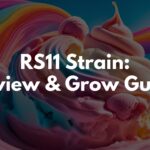 RS11 Strain Review And Grow Guide