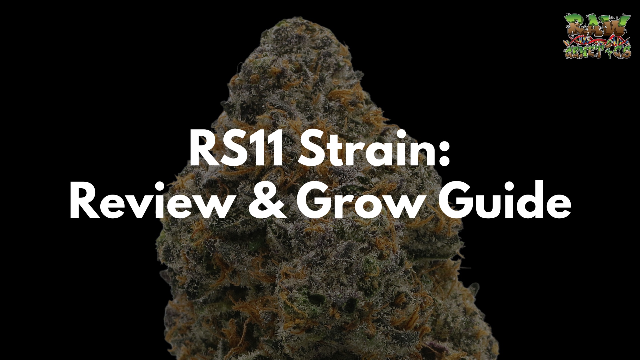 RS11 Strain Review And Grow Guide