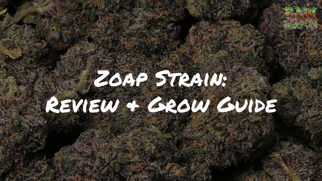 Zoap Strain Review And Grow Guide