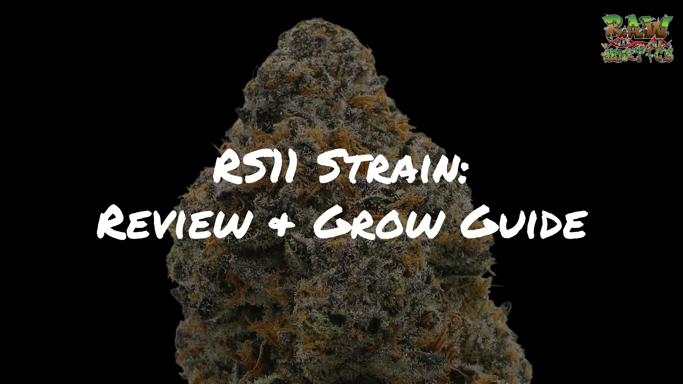 RS11 Strain Review And Grow Guide