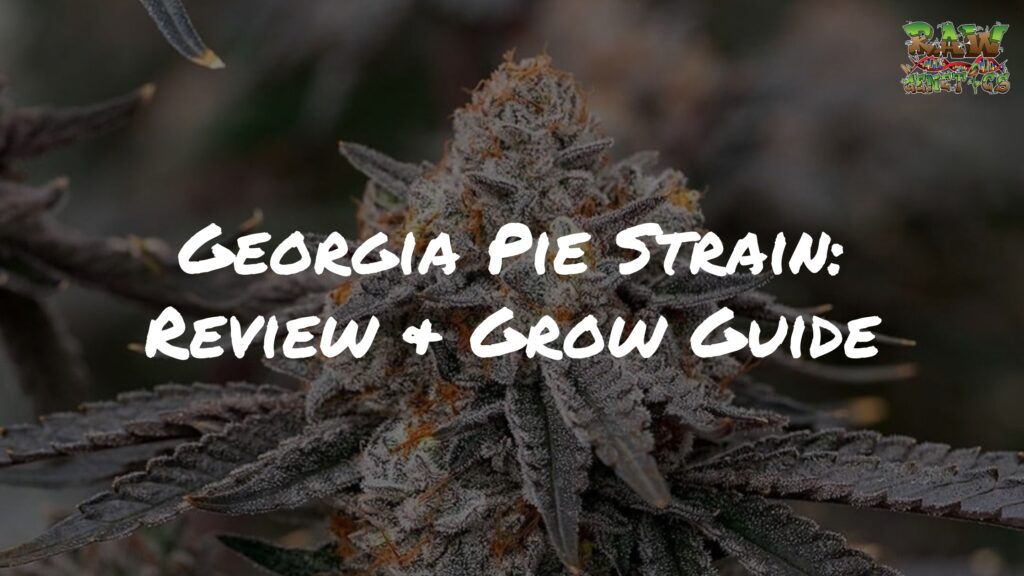 Georgia Pie Strain Review & Grow Guide