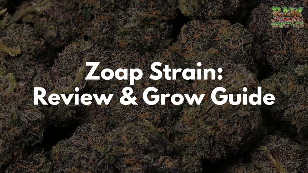 Zoap Strain Review and Grow Guide