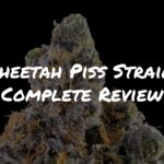 Cheetah Piss Strain Complete Review