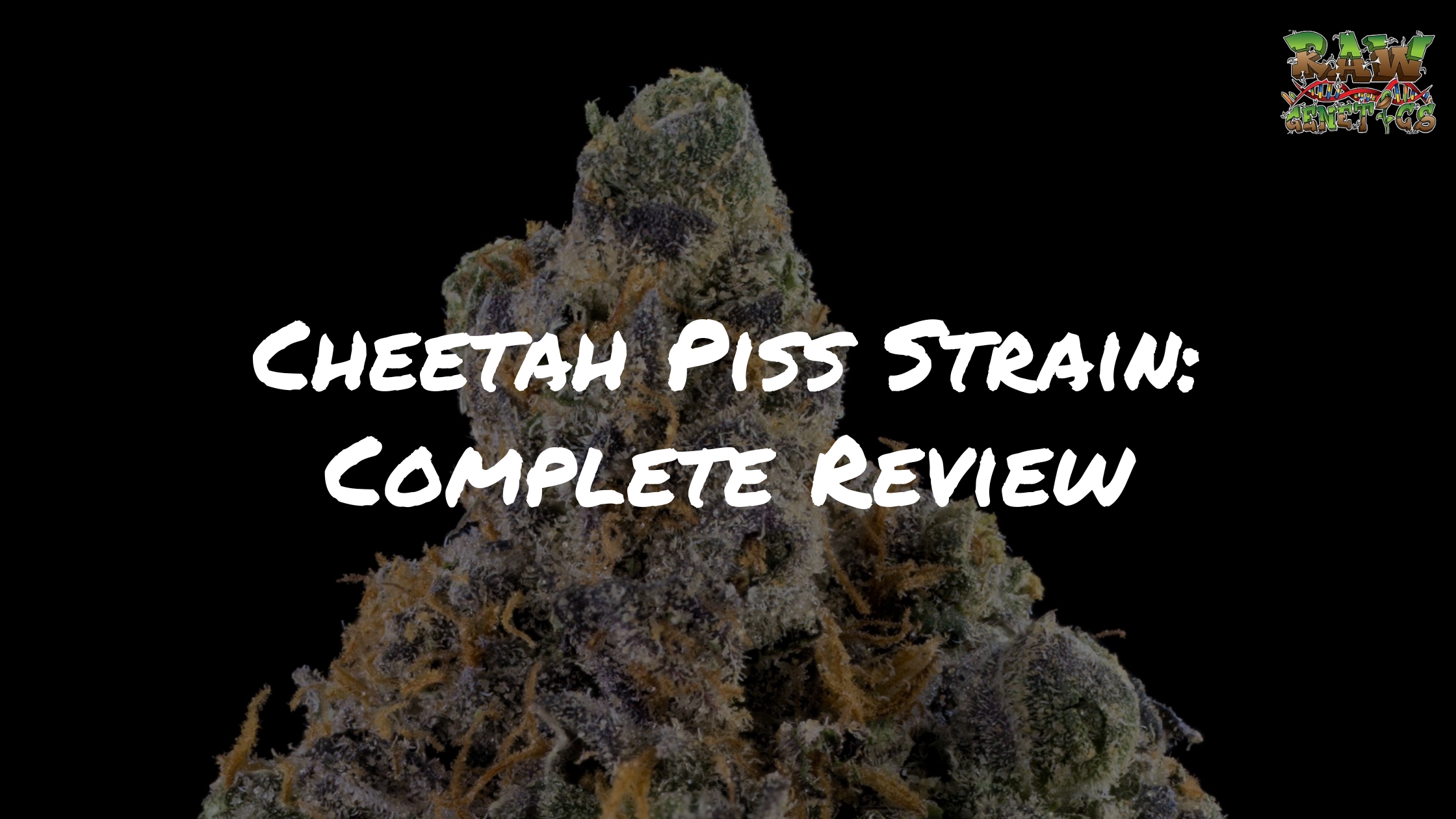 Cheetah Piss Strain Complete Review