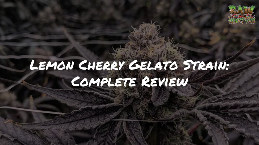 Lemon Cherry Gelato Strain Review by Raw Genetics