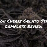 Lemon Cherry Gelato Strain Review by Raw Genetics