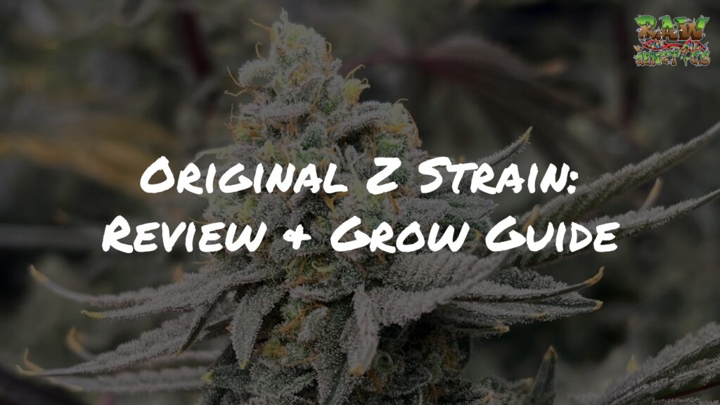 Original Z Strain Review and Grow Guide