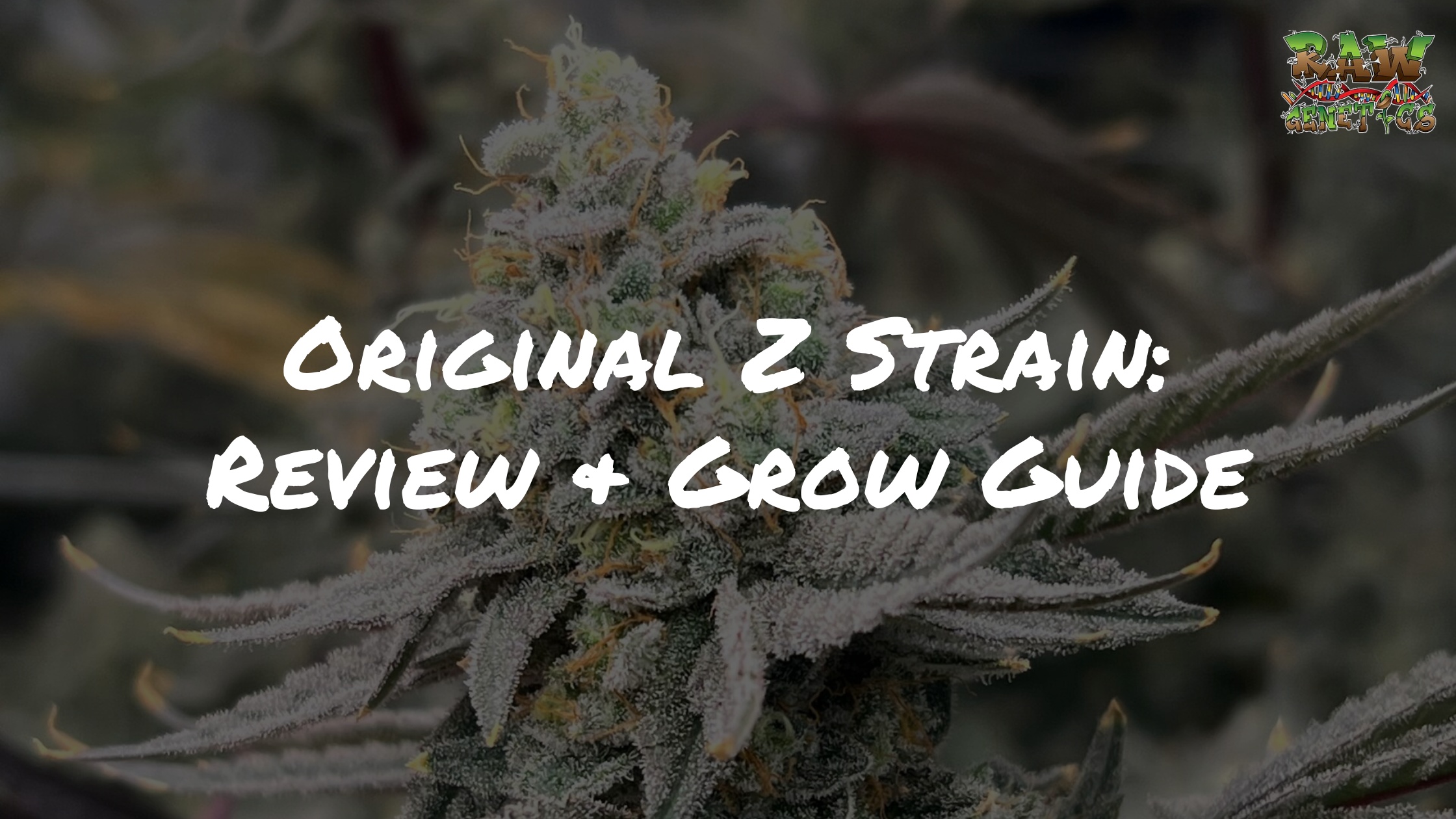 Original Z Strain Review and Grow Guide