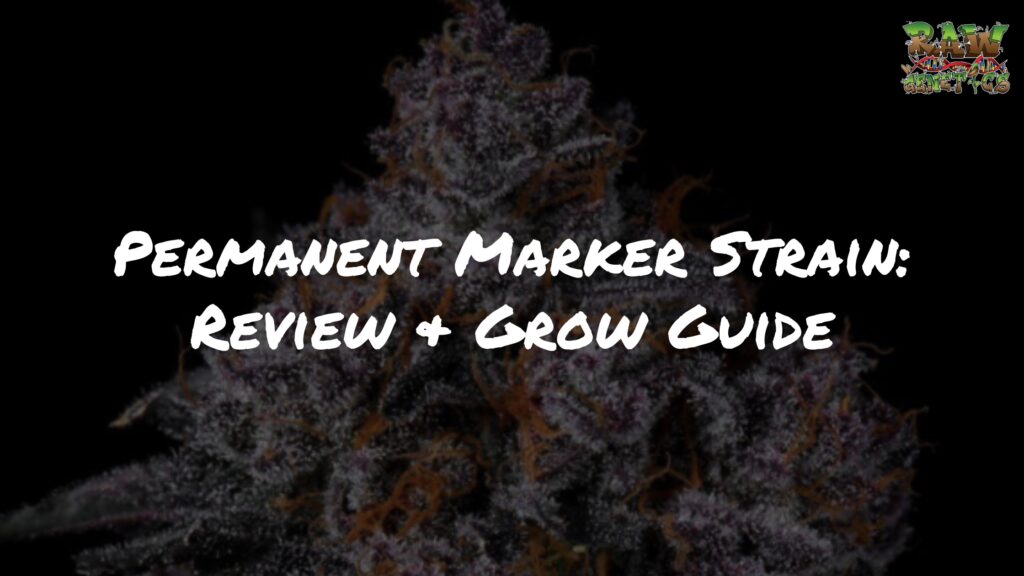 Permanent Marker Strain Review and Grow Guide