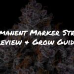 Permanent Marker Strain Review and Grow Guide