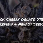 Black Cherry Gelato Strain Review and New S1 Seeds by Raw Genetics