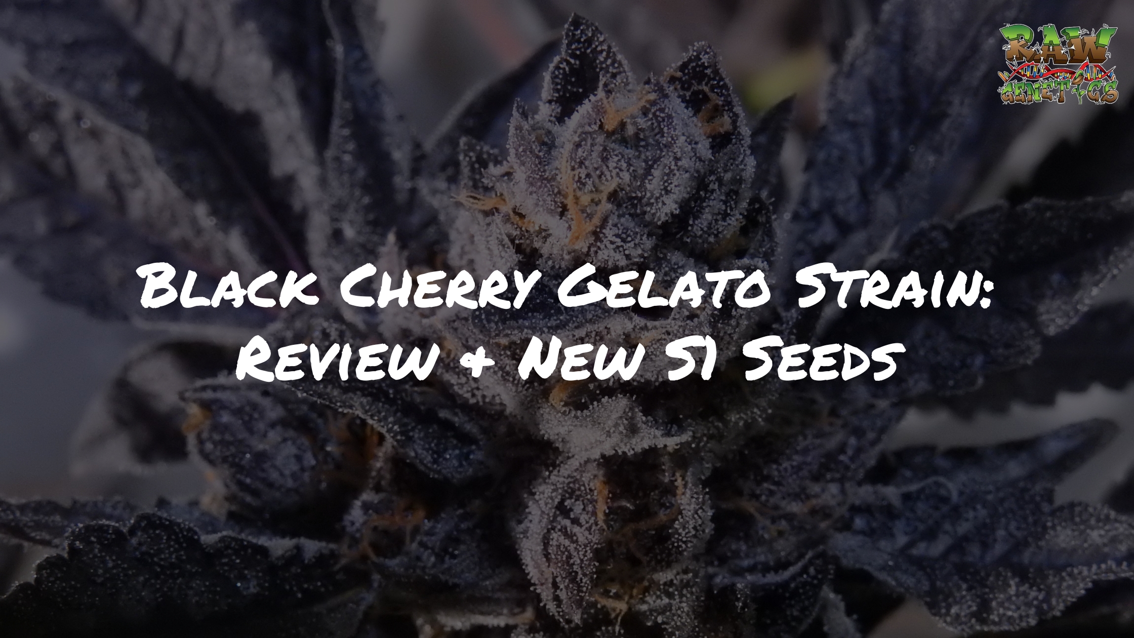 Black Cherry Gelato Strain Review and New S1 Seeds by Raw Genetics