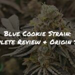 Blue Cookie Strain Review & REAL Origin Story by Raw Genetics