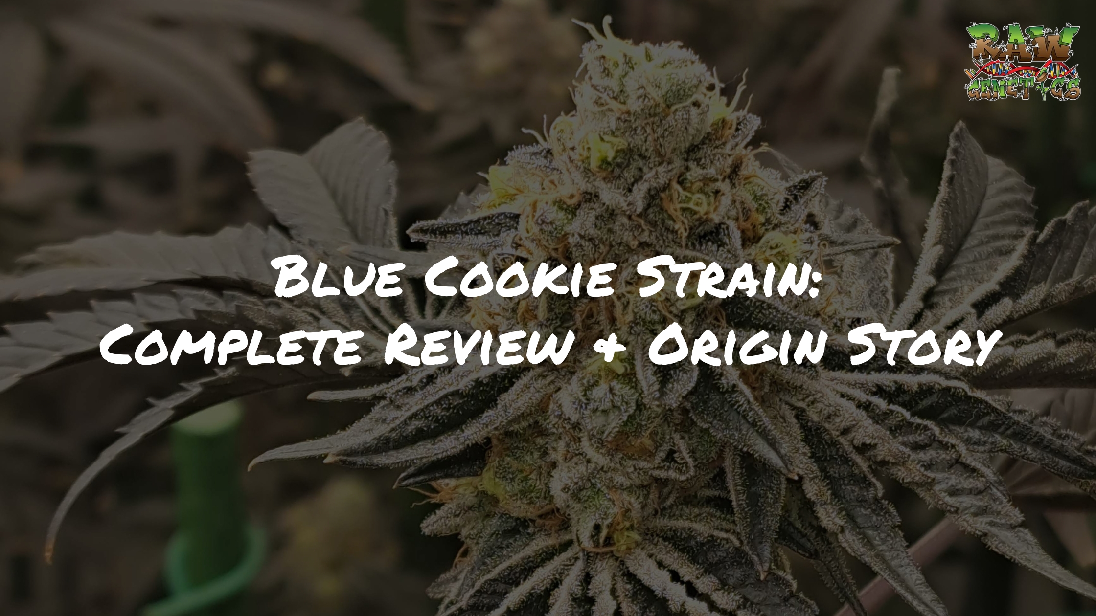 Blue Cookie Strain Review & REAL Origin Story by Raw Genetics