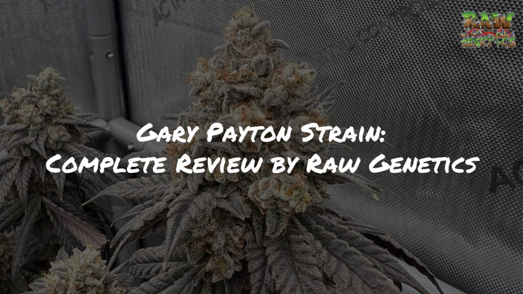 Gary Payton Strain Complete Review by Raw Genetics