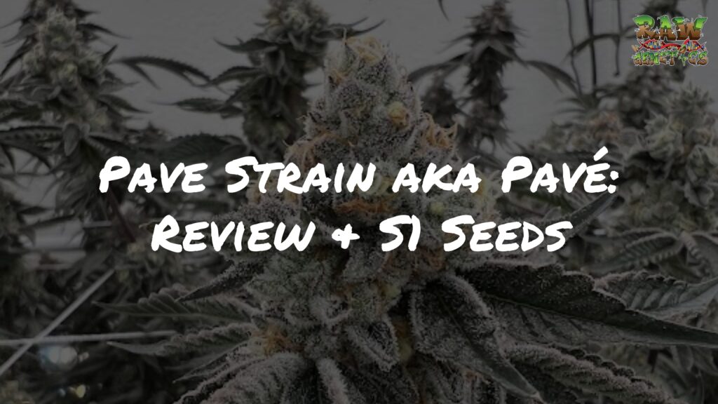 Pave Strain aka Pavé Review + S1 Seeds