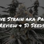 Pave Strain aka Pavé Review + S1 Seeds