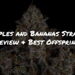 Apples and Bananas Strain Review + Best Feminized Offspring