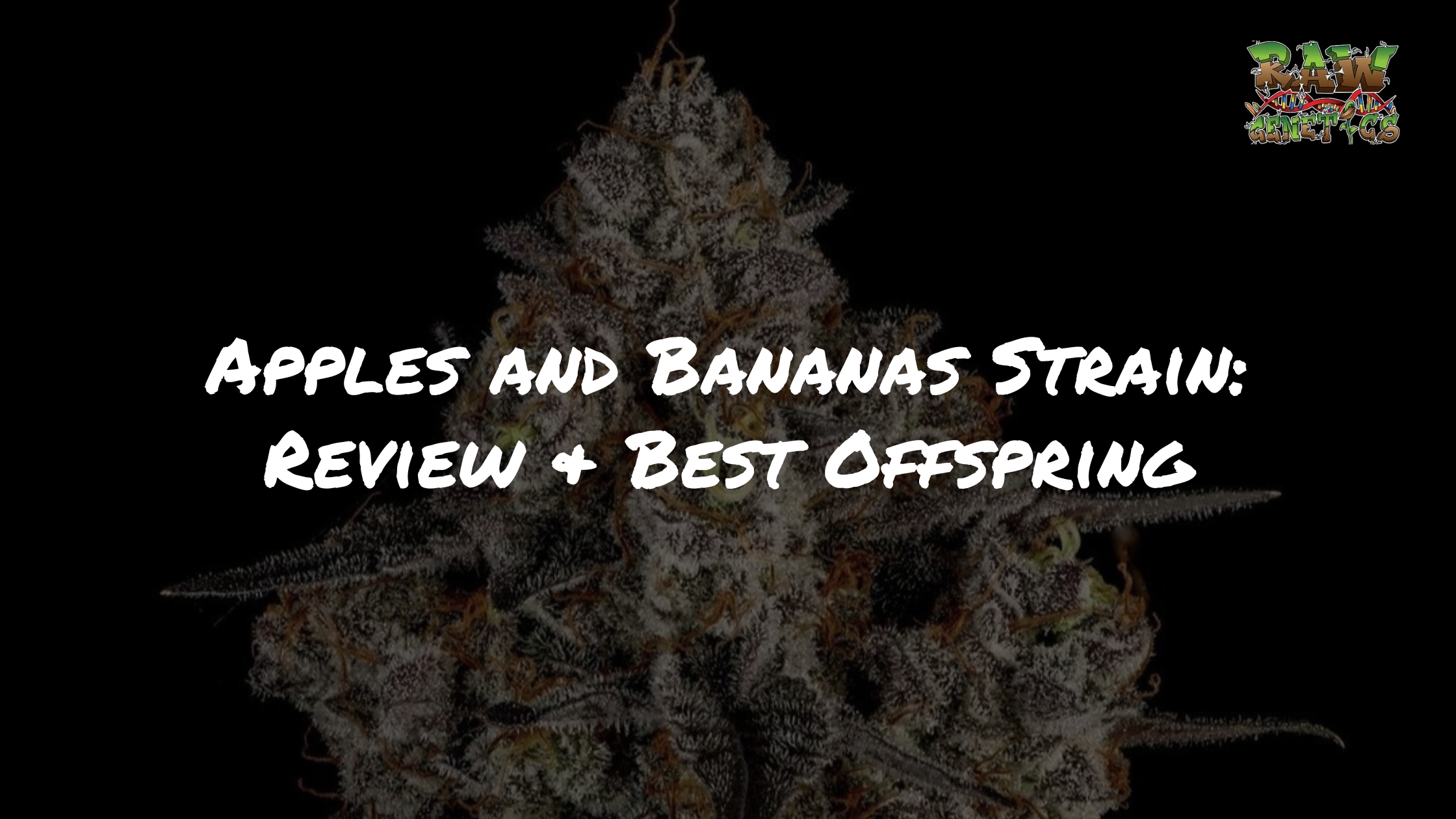 Apples and Bananas Strain Review + Best Feminized Offspring