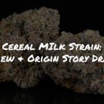 Cereal Milk Strain Review + Origin Story Drama