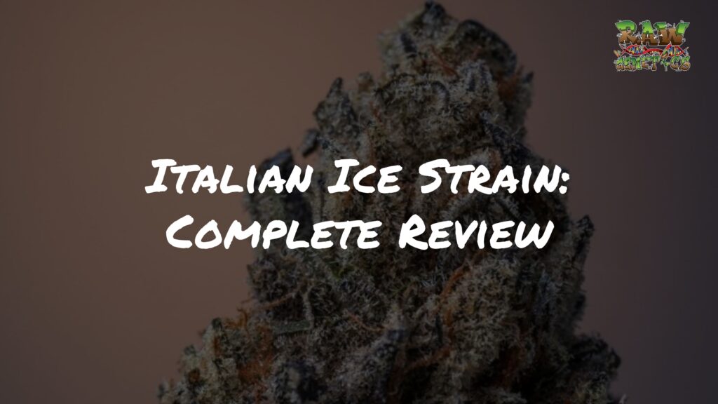 Italian Ice Strain Review by Raw Genetics