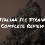 Italian Ice Strain Review by Raw Genetics