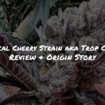 Tropical Cherry Strain aka Trop Cherry Review + Origin Story