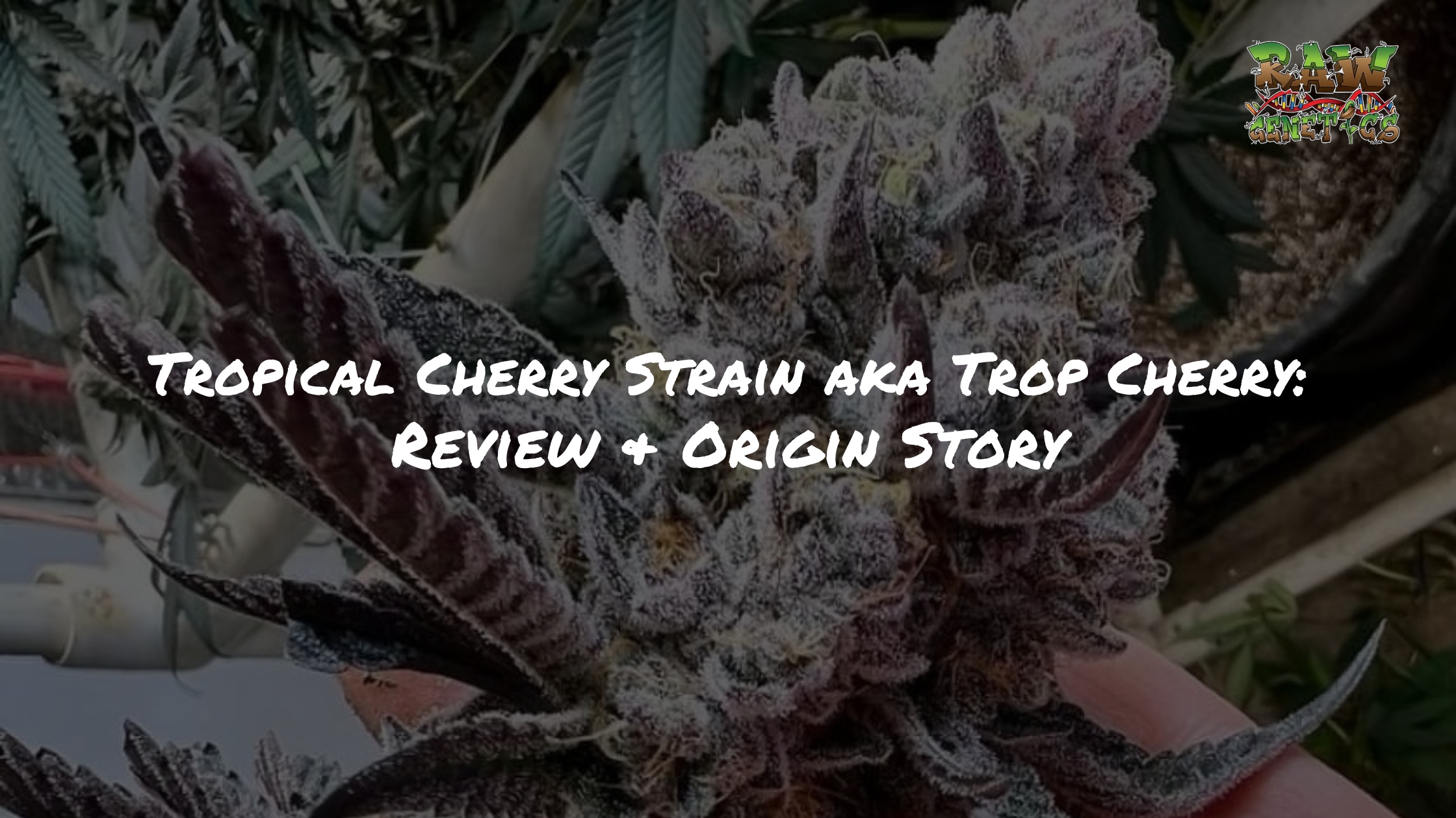 Tropical Cherry Strain aka Trop Cherry Review + Origin Story