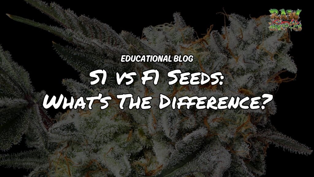 The Difference Between S1 vs F1 Seeds In Cannabis Breeding