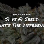 The Difference Between S1 vs F1 Seeds In Cannabis Breeding