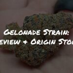 Gelonade Strain Review + Origin Story by Raw Genetics