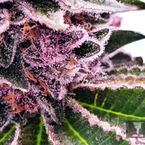 Tropicana Cookies Strain Review + Origin Story by Raw Genetics