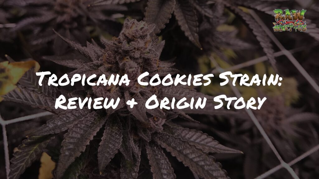 Tropicana Cookies Strain Review + Origin Story by Raw Genetics