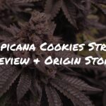 Tropicana Cookies Strain Review + Origin Story by Raw Genetics