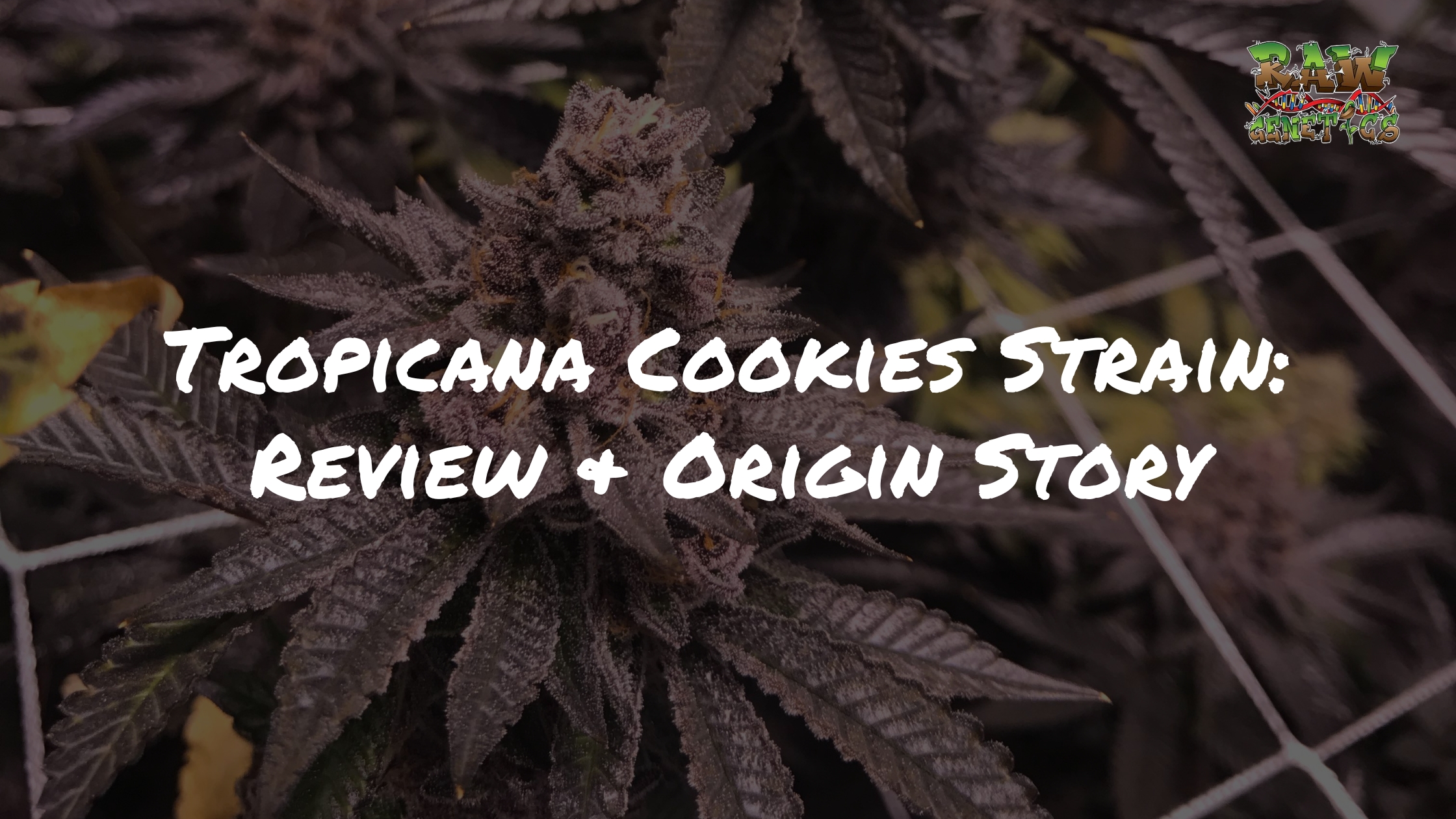 Tropicana Cookies Strain Review + Origin Story by Raw Genetics